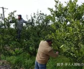 柑橘幼樹春季該怎么管理呢？柑橘幼樹春季管理技巧！