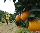 生物柑橘種植技術_柑橘周年病害的防治技巧有哪些