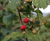 桂林沃柑種植面積多大（桂林沃柑今日價(jià)格表）