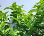 柑橘秋栽種植技術(shù)_柑橘樹(shù)什么時(shí)候深耕為好