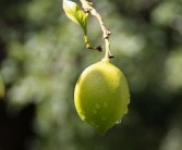 春季晚熟柑橘開(kāi)溝施肥技術(shù)視頻教學(xué)（柑桔樹(shù)施肥怎么開(kāi)槽?）