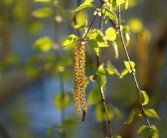 橘子樹種植技術(shù)視頻（橘子樹的種植技術(shù)）