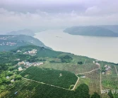 一粒種子 一杯橙汁 一座公園——“中國(guó)柑橘城”忠縣的農(nóng)業(yè)供給側(cè)改革之路