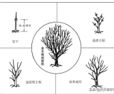 愛媛柑橘冬季修剪視頻教程全集_柑橘紅美人種植技術