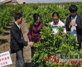 賓川柑橘種植技術(shù)規(guī)程_請問大家到11月中旬橙子還有多少成長空間