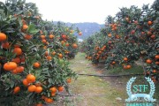 甘平柑橘怎么樣種植視頻（甘平柑橘種植技術(shù)）