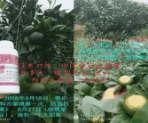 桂林綠亨柑橘種植技術_老果園改造如何解決重茬