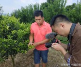 85后柑橘種植技術(shù)_地?cái)傎u不完的柑橘怎么儲存