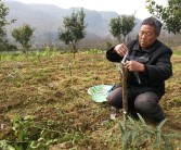 廣西柑橘種植技術(shù)員_四川和廣西種植金秋砂糖桔