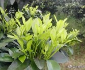 柑橘芽的種植技術(shù)_新會(huì)柑樹(shù)苗幾天可施肥方法