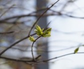 春見柑橘流膠病用什么藥最好（柑子樹流膠病怎么治）