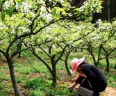 春見(jiàn)貴妃柑_涴市鎮(zhèn)紅花村景點(diǎn)