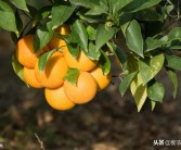 柑橘生物種植技術(shù)_種植的柑橘二年幼樹(shù)