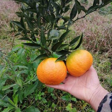 柑橘種植技術(shù)與管理（明日見柑橘種植技術(shù)）