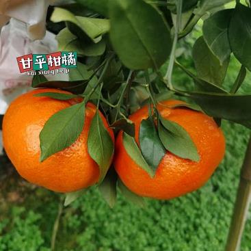 新會柑橘種植技術(shù)視頻教學(xué)（柑子種植技術(shù)）