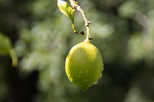 經(jīng)常吃臍橙有什么好處和壞處嗎（常吃臍橙對(duì)身體有害嗎）