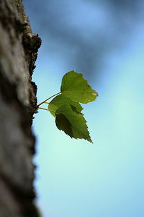 柑橘樹種植需要下肥嗎視頻（栽柑橘苗下面放什么肥料最好）