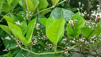 橘子樹嫁接樹苗方法技術(shù)圖片（橘子樹怎樣嫁接成活率高）