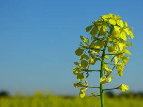 眉山柑橘幾月開始萌芽（柑橘年會2021眉山好久開）