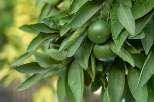 沙塘柑橘修剪技術(shù)視頻全集（柑橘修剪技術(shù)教學(xué)視頻）