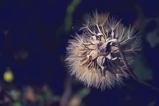 為什么柑橘花易落花落果（為什么柑橘花易落花落果呢）