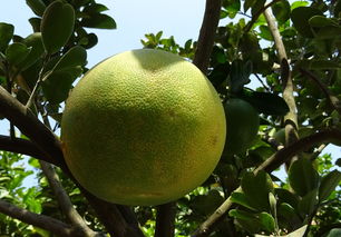 柑橘種植黃化樹恢復(fù)樹勢(shì)技術(shù)視頻（柑橘種植黃化樹恢復(fù)樹勢(shì)技術(shù)視頻教學(xué)）