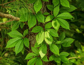 柑橘膨果期沙皮?。ǜ涕偕捌げ〉陌l(fā)生規(guī)律和防治方法）