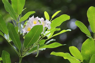 愛莎柑橘種植技術(shù)要點(diǎn)有哪些（愛莎柑橘幾年一一結(jié)果）