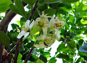 丑柑種植技術(shù)管理方法（丑柑種植技術(shù)管理方法有哪些）