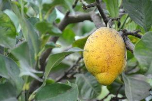 柑橘開(kāi)花前后打藥配方（柑橘開(kāi)花前打什么藥）