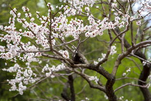 柑果樹(shù)幾月份開(kāi)始病蟲害防治（柑橘樹(shù)什么時(shí)候長(zhǎng)新葉）