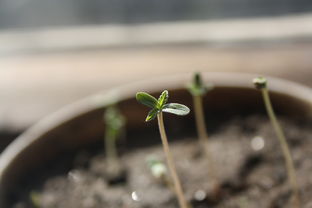 柑橘芽種植方法技術(shù)（柑橘苗的種植方法）