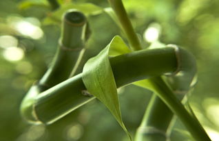 蒲江耙耙柑打藥（蒲江耙耙柑產(chǎn)量）