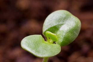 柑橘幼苗怎么處理傷口（柑橘苗栽植前怎樣處理）