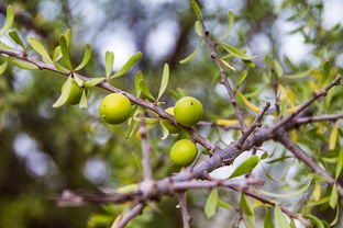 柑樹(shù)怎么種植視頻（柑樹(shù)種植技術(shù)）