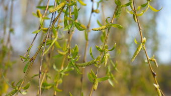 柑橘樹種植技術(shù)管理技術(shù)區(qū)別（柑橘栽培技術(shù)要點）