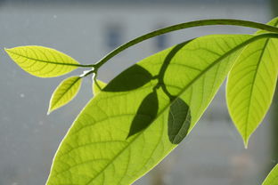 日南一號(hào)柑橘種植技術(shù)管理（日南一號(hào)柑橘種植技術(shù)管理視頻）