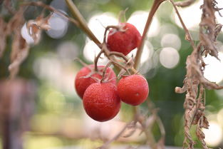 沃柑種植過(guò)程農(nóng)藥多嗎（沃柑種植技術(shù) 091）