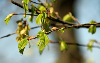 5月中旬柑橘樹還可以嫁接嗎為什么（柑橘五月份如何嫁接）