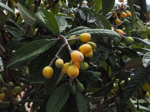 沃柑幾月份嫁接比較好（沃柑樹嫁接技術(shù)視頻）