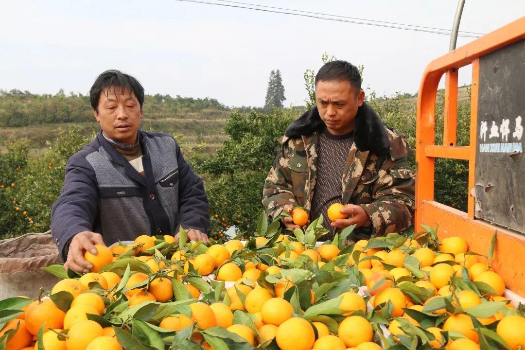 柑橘品種改進(jìn)項(xiàng)目施行計(jì)劃_若何選擇砧木停止柑桔培育辦理