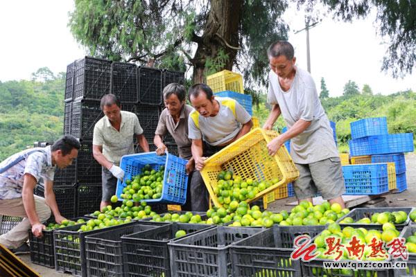 荒山種柑橘新品種明日見(jiàn)_二百畝荒山種植什么經(jīng)濟(jì)做物好