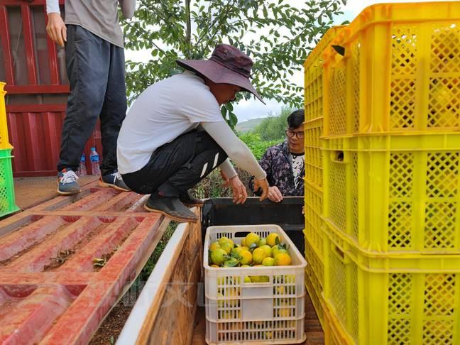 宮本柑橘品種簡(jiǎn)介圖片大全_種植柑橘要選擇什么樣的苗木比力好