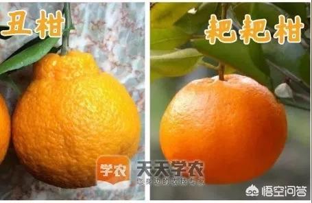 橘子愛媛最新視頻播放器在線旁觀免費_愛沙柑橘品種介紹