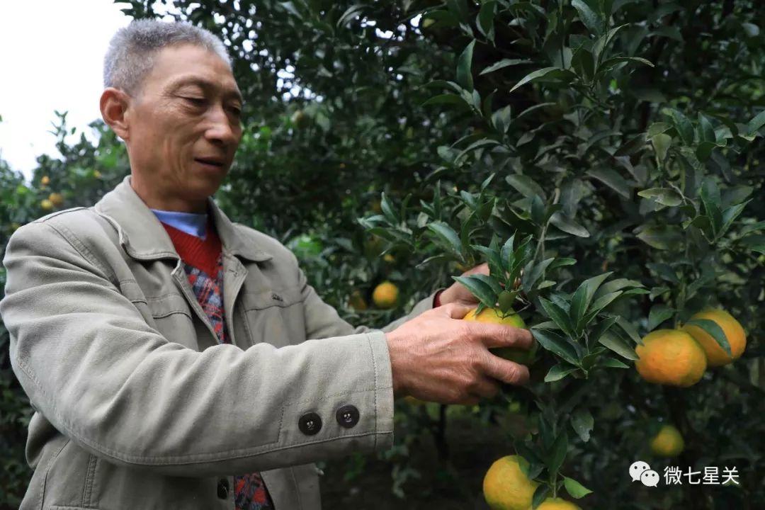 什么柑橘品種好吃又廉價又甜又甜_沃柑丑橘耙耙柑哪個好吃