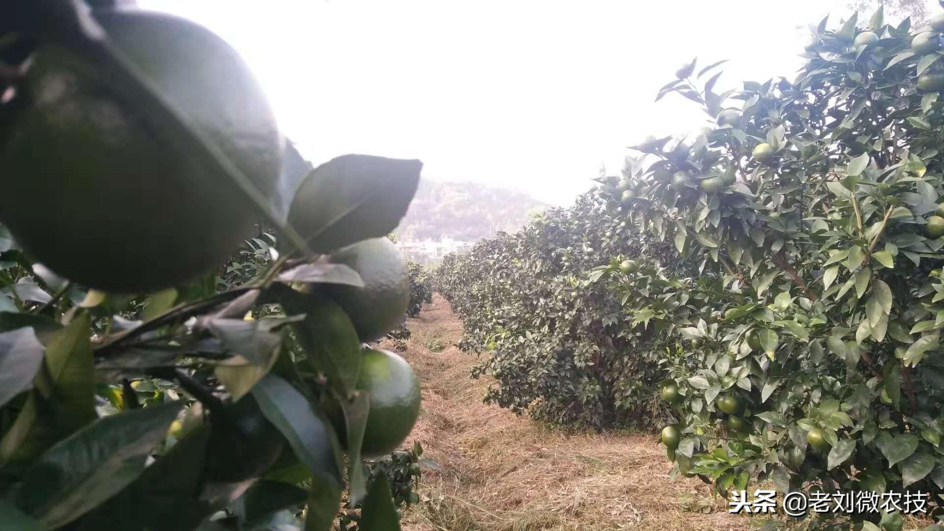 多效唑在沃柑上能全樹(shù)噴灑嗎有毒嗎_沃柑花芽分化應(yīng)該噴什么藥