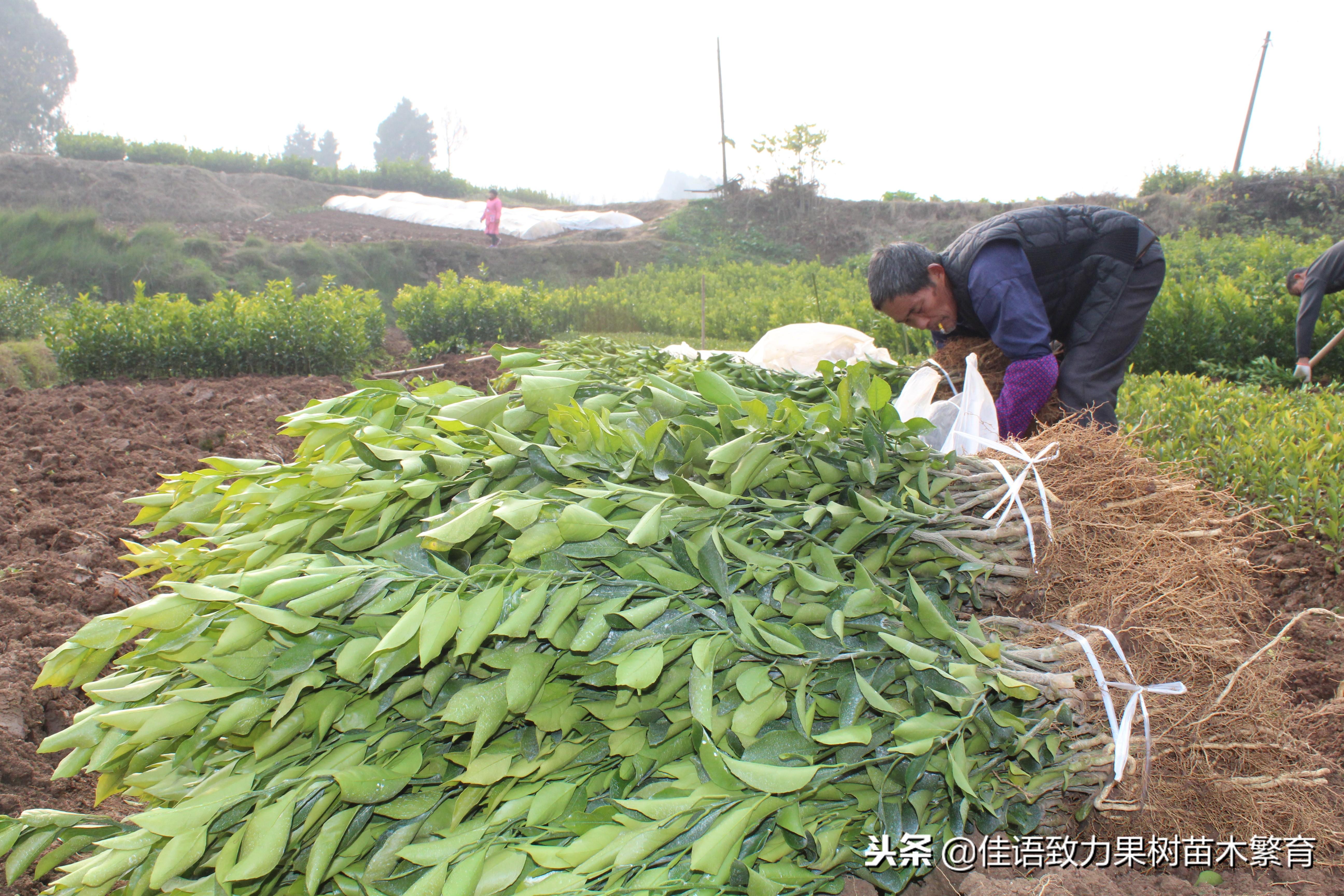 春見耙耙柑是什么雜交品種_春見耙耙柑哪里產(chǎn)更好