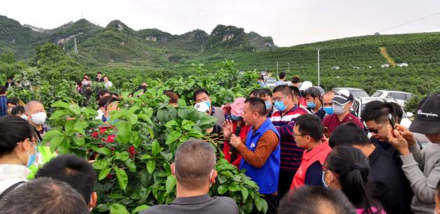 柑橘新品種引進的意義是什么_四川粑粑柑是什么