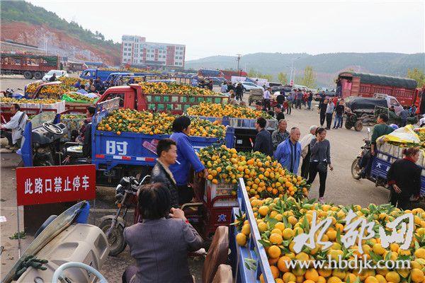 青海新品種柑橘樹苗基地_你都去過哪個(gè)處所