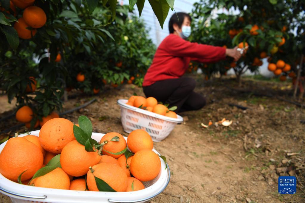 安徽柑橘苗新品種_南方十大好種的果樹(shù)苗